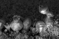 Nanoscapes Image 3
