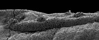 Nanoscapes Image 4