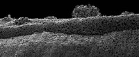 Nanoscapes Image 5