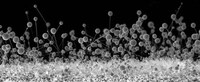 Nanoscapes Image 6