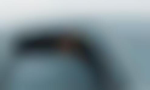 Anticipatory Dogtography