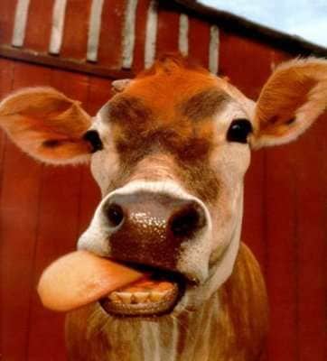 19 Bovine Innovations to Celebrate the Year of the Ox