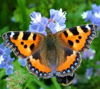 Tortoiseshell Fashion Image 6