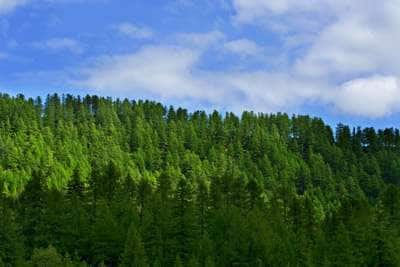 14 Ostentatious Carbon Offsets to Assuage Green Guilt