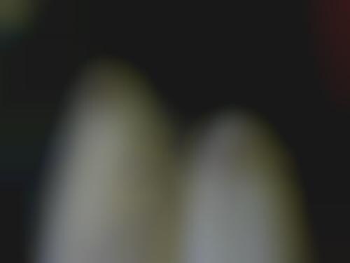 Ghost Dogs