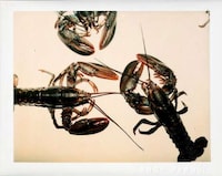 Iconic Polaroid Photography Exhibits Image 6