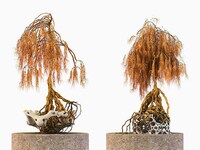 Otherworldly Bonsai Sculptures Image 5