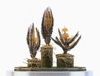 Otherworldly Bonsai Sculptures Image 7