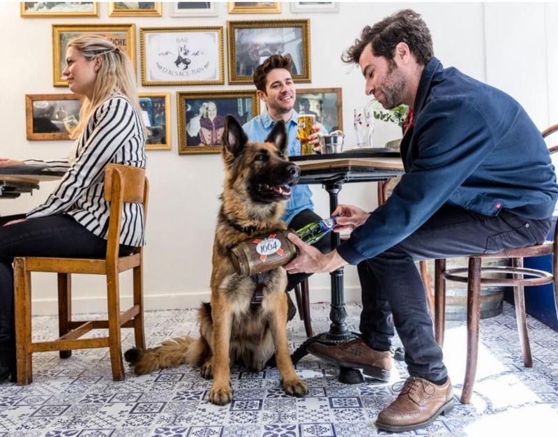 Canine-Staffed Pop-Ups
