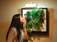 Aeroponic Wall Gardens Image 5