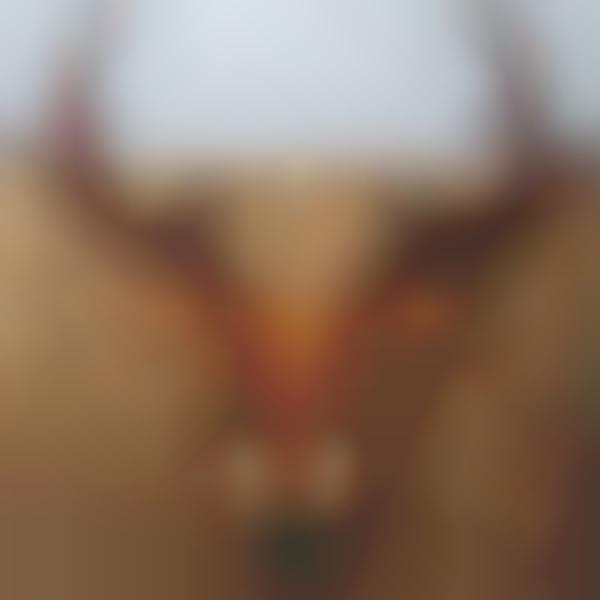 Wooden Taxidermy Trophies