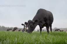 In-Store Dairy Farm Projections