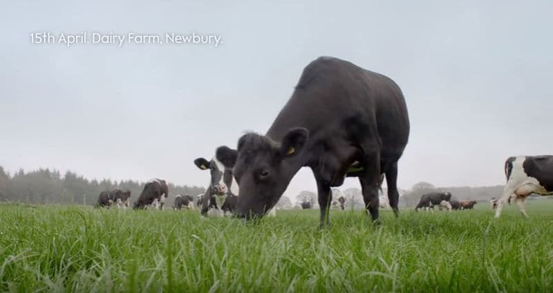 In-Store Dairy Farm Projections