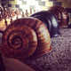 Snail Shell Headgear Image 3
