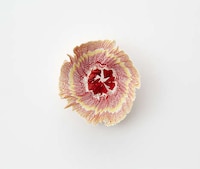 Pencil Shaving Flower Art Image 5