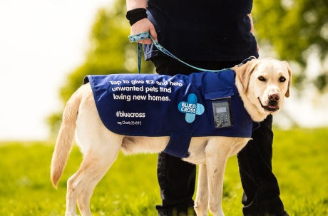 Donation-Collecting Dogs