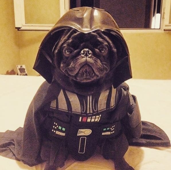 Galactic Dog Parades