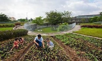Farming Kindergarten Programs Image 4