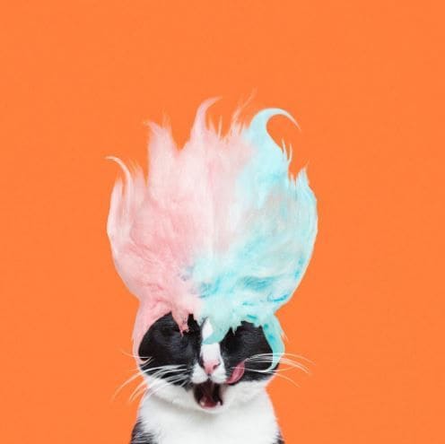 Costumed Cat Photography