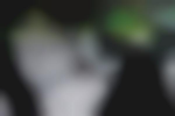 Cushioned Car Concepts