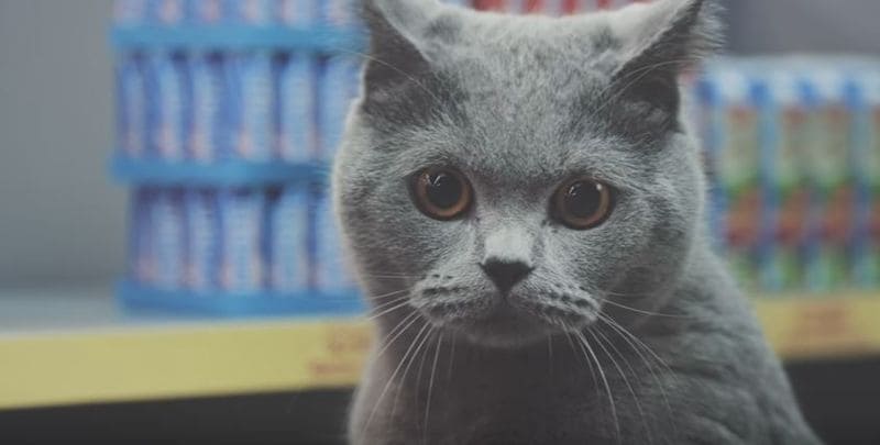 Viral Cat Commercials