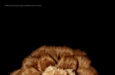 Blossoming Canine Ads