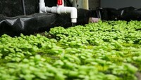 Tilapia Aquaponic Farms Image 4