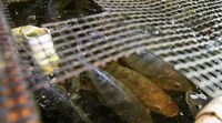 Tilapia Aquaponic Farms Image 6