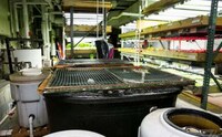 Tilapia Aquaponic Farms Image 7