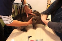 On-Demand Veterinary Services Image 6