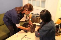 On-Demand Veterinary Services Image 7