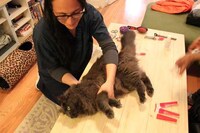 On-Demand Veterinary Services Image 8