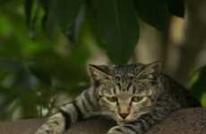 Stray Cat Photography