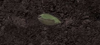 Soil-Watching Cameras Image 2