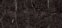 Soil-Watching Cameras Image 4