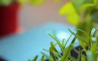Automated Plant Watering Systems Image 3