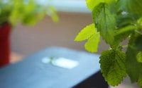 Automated Plant Watering Systems Image 6