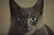 Romantic Cat Food Ads