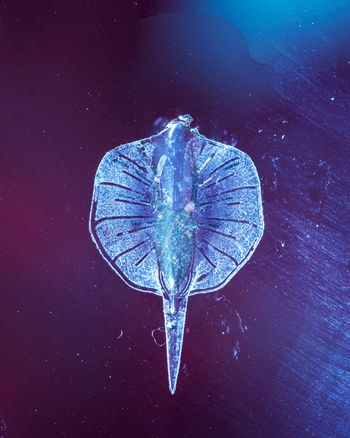 Bio-Robotic Stingrays