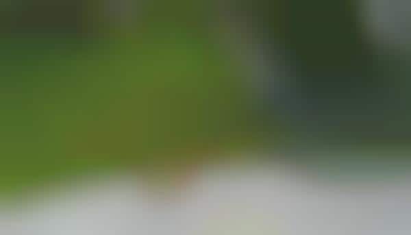Deep Learning Cat Repellents