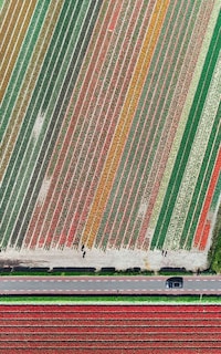 Aerial Flower Photography Image 2