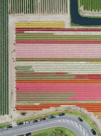 Aerial Flower Photography Image 5