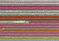 Aerial Flower Photography Image 6