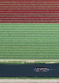 Aerial Flower Photography Image 7