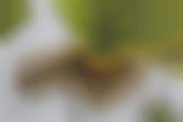 Multi-Sensory Garden Pop-Ups