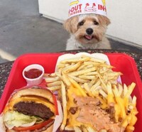 Canine Food Bloggers Image 3