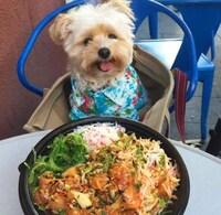Canine Food Bloggers Image 4