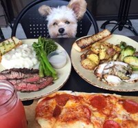 Canine Food Bloggers Image 5
