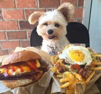Canine Food Bloggers Image 6