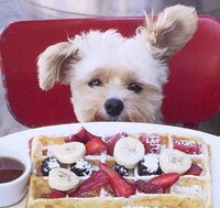 Canine Food Bloggers Image 7